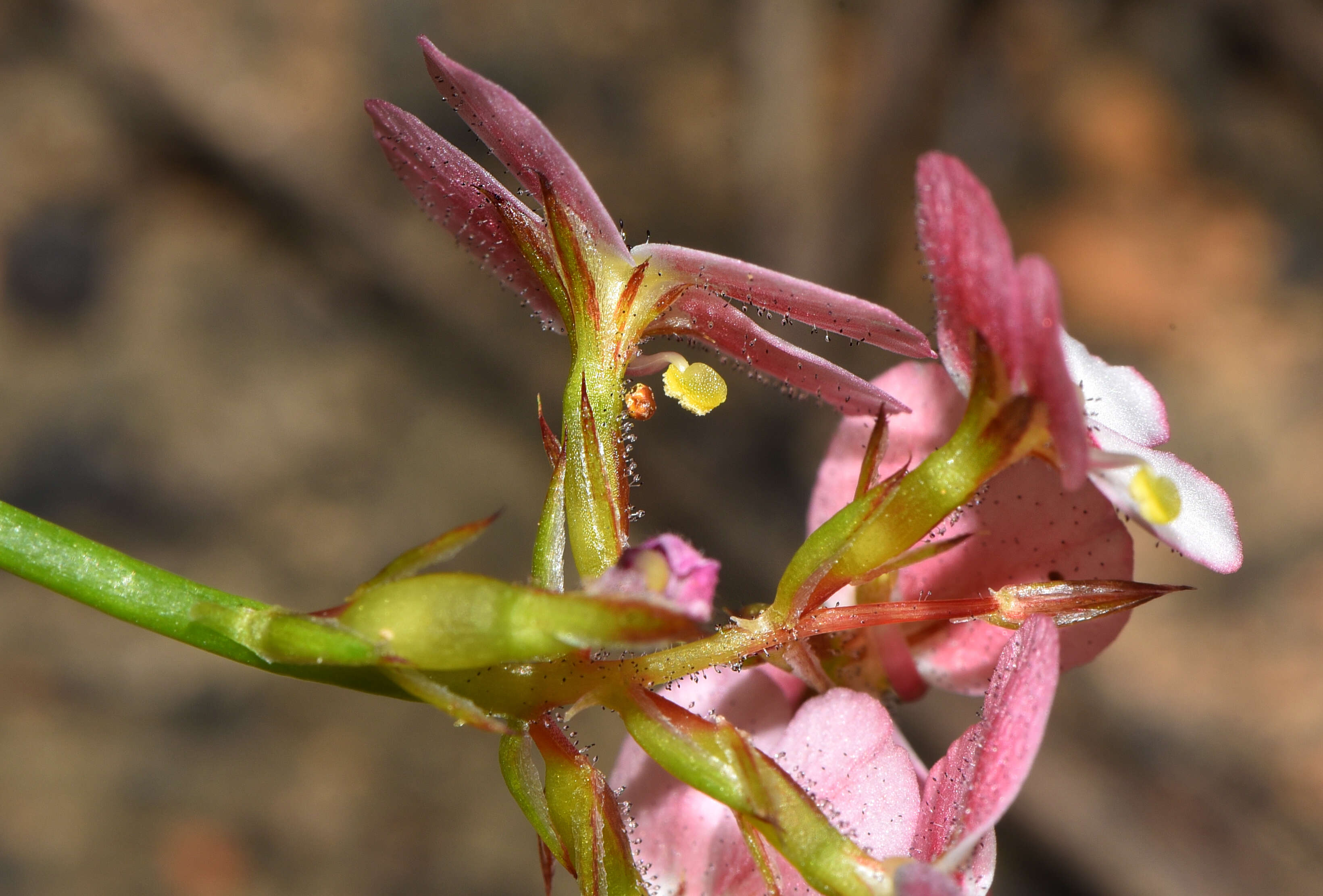 Image of Stylidium junceum R. Br.