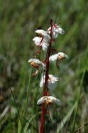 Image of round-leaved wintergreen