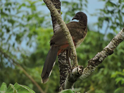 Image of Gray-headed Chachalaca