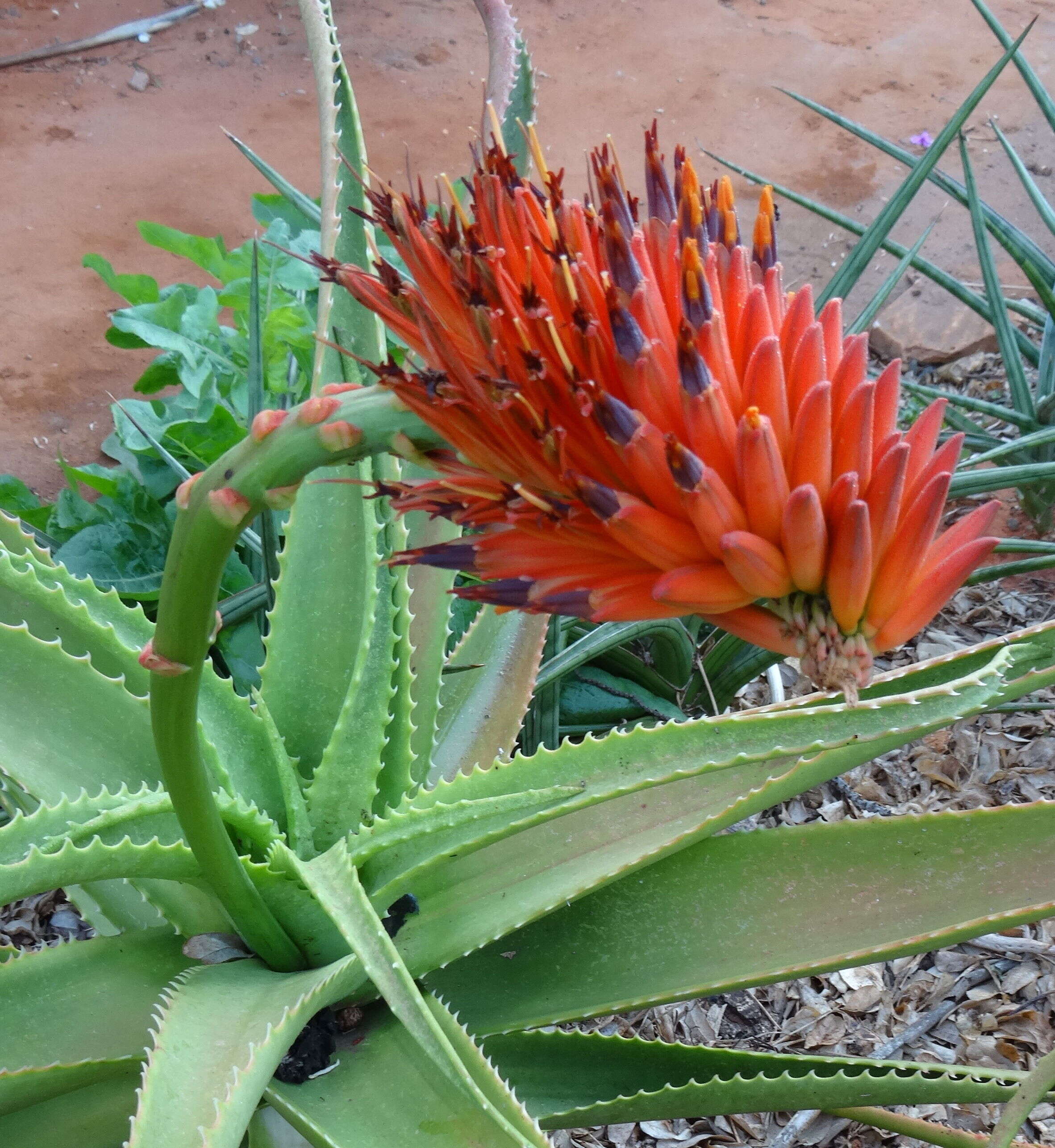Image of Aloe ribauensis T. A. McCoy, Rulkens & O. J. Baptista