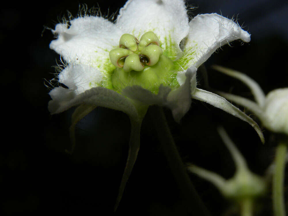 Image of Fischeria billbergiana (Beurling) G. Morillo