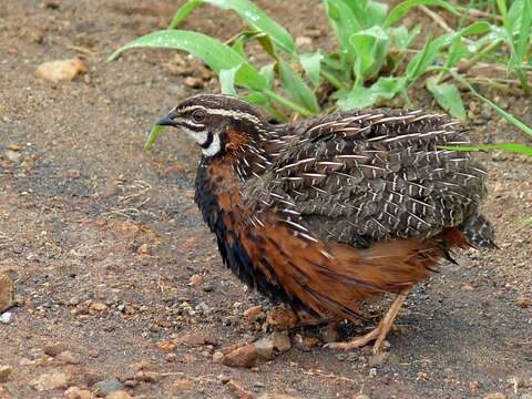 Image of Harlequin Quail