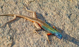 Image of Flat lizards
