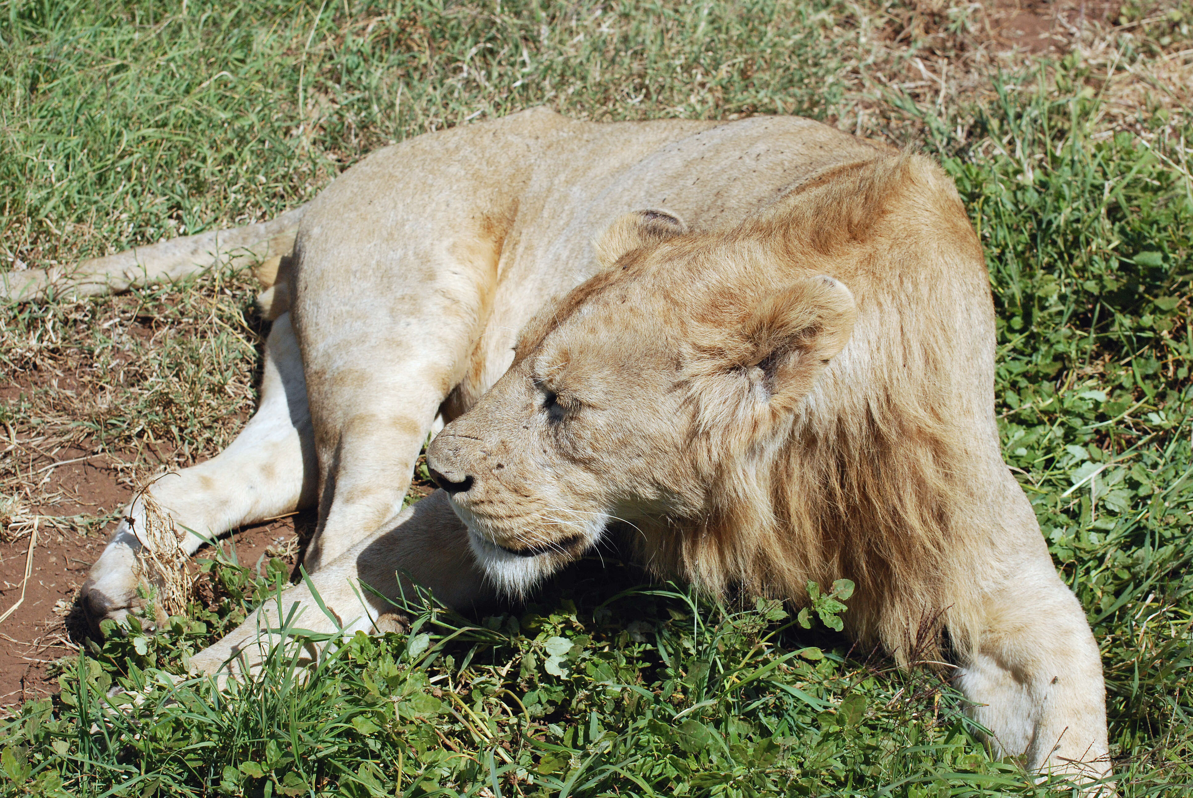 Image of African Lion