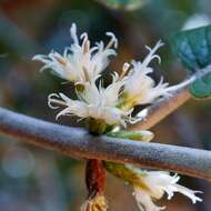 صورة Piptocarpha rotundifolia (Less.) Baker