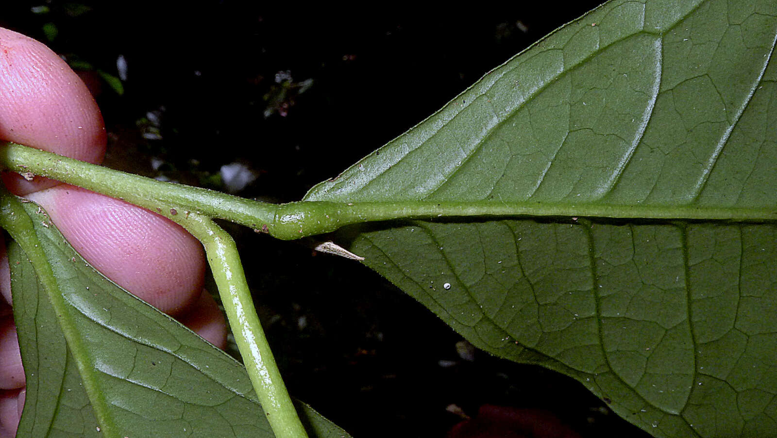 Image of Cymbopetalum brasiliense (Vell.) Benth. ex Baill.