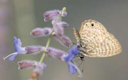 Image of Russian sage