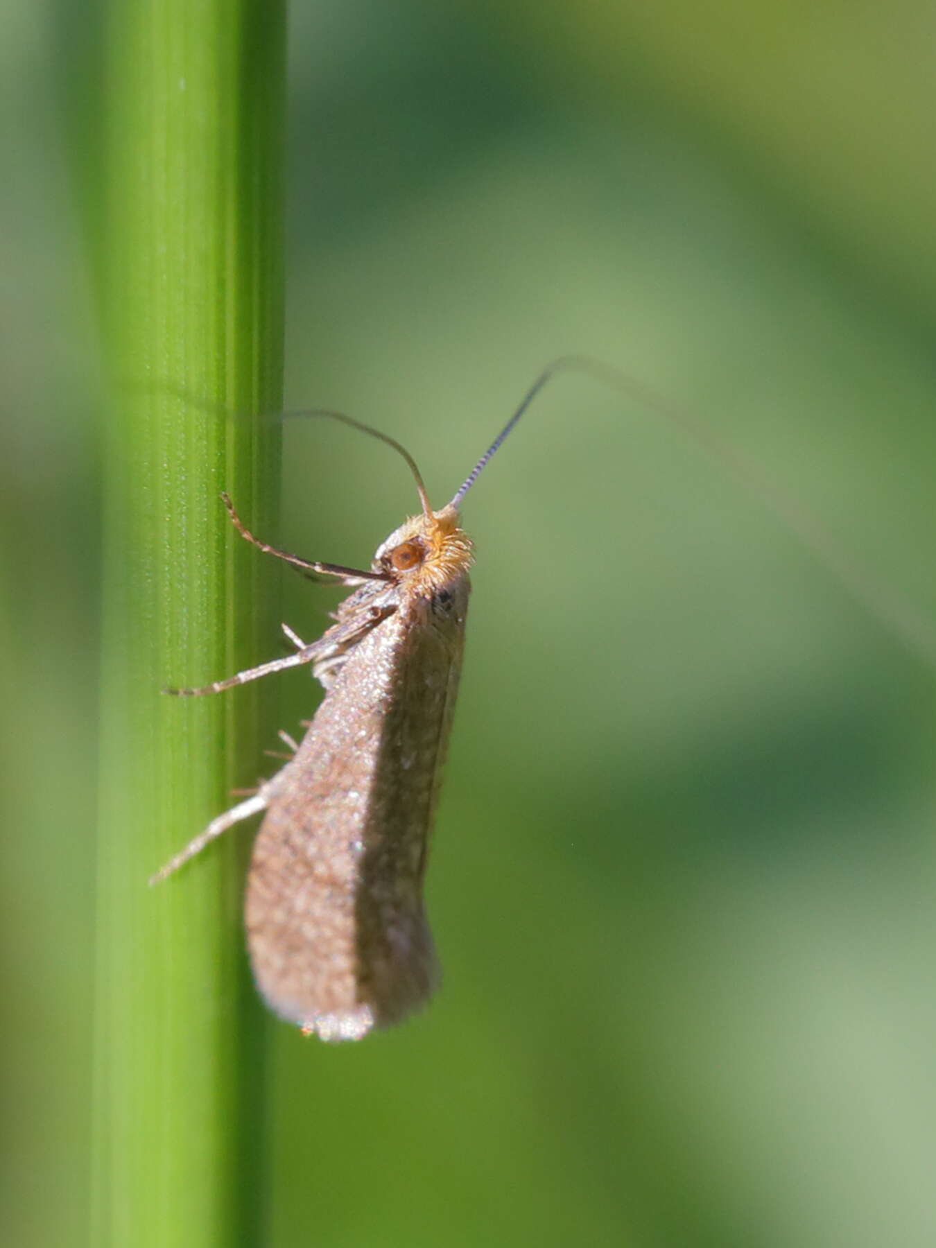 Image of Nematopogon