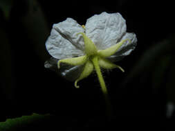 Image de Muntingiaceae
