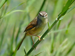 Image of Tawny-flanked Prinia