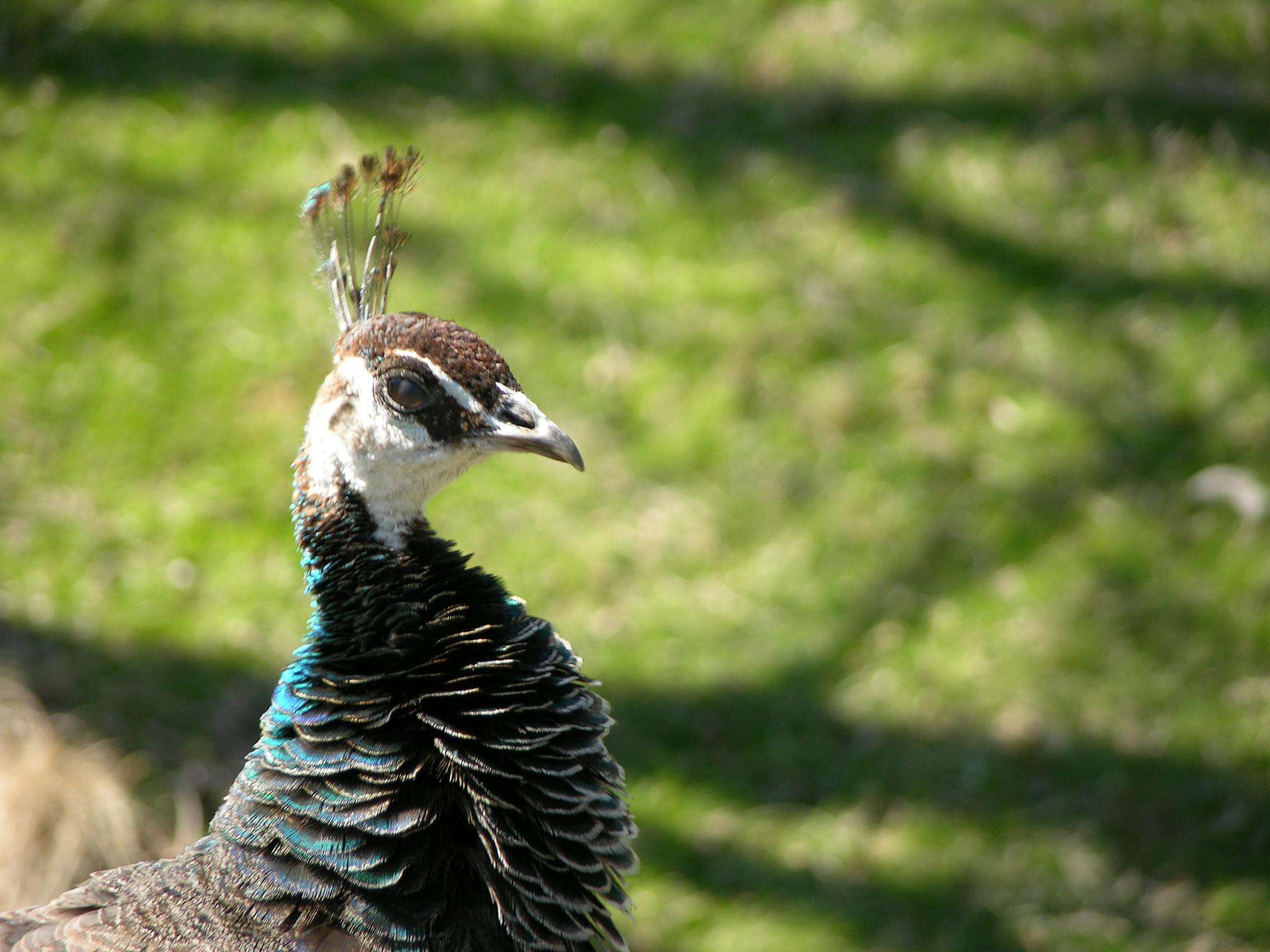 Image of Pavo Linnaeus 1758