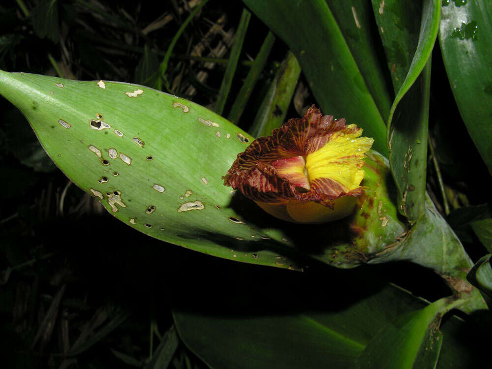 Imagem de Costus glaucus Maas