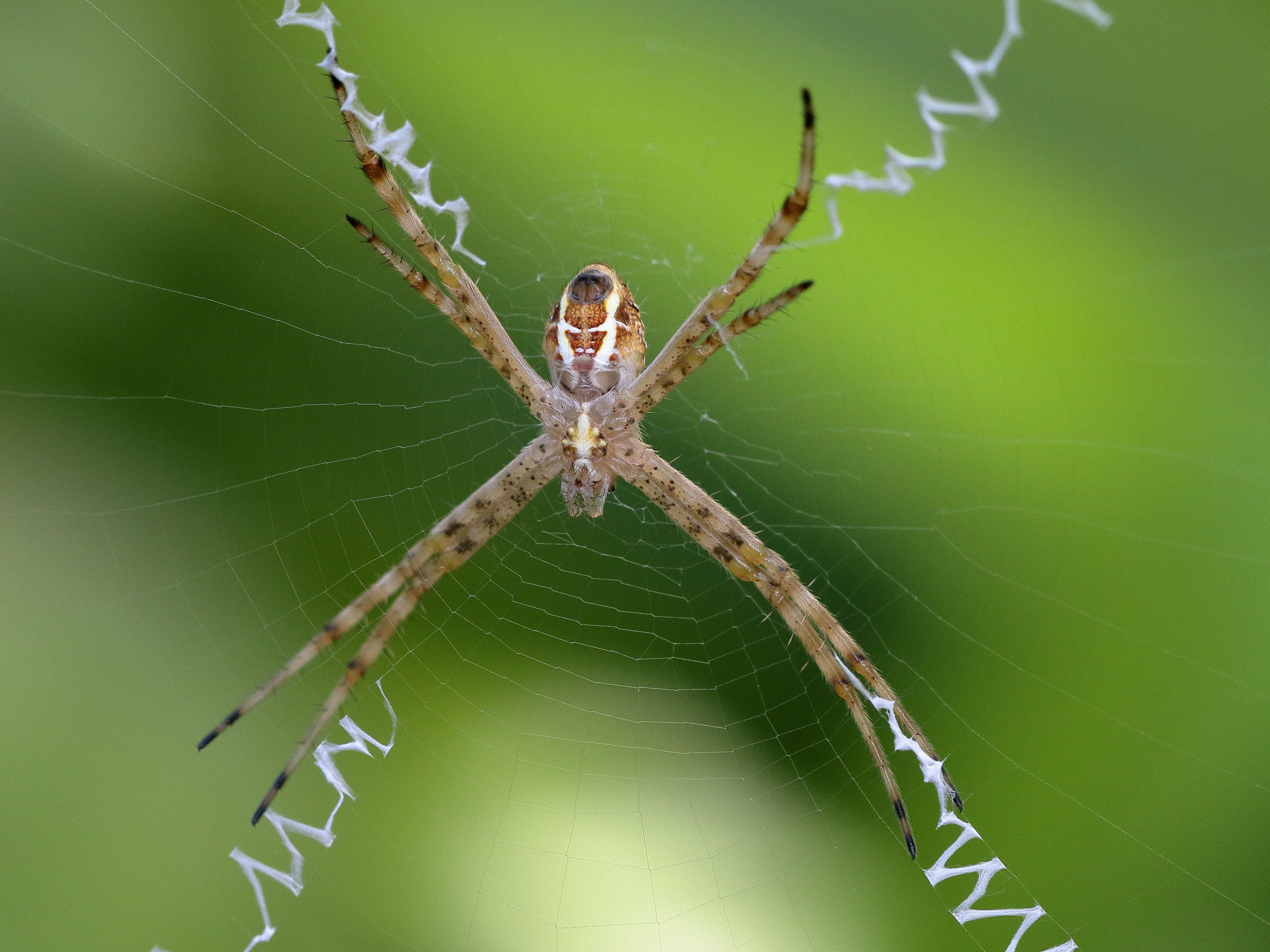 Image of Argiope magnifica L. Koch 1871