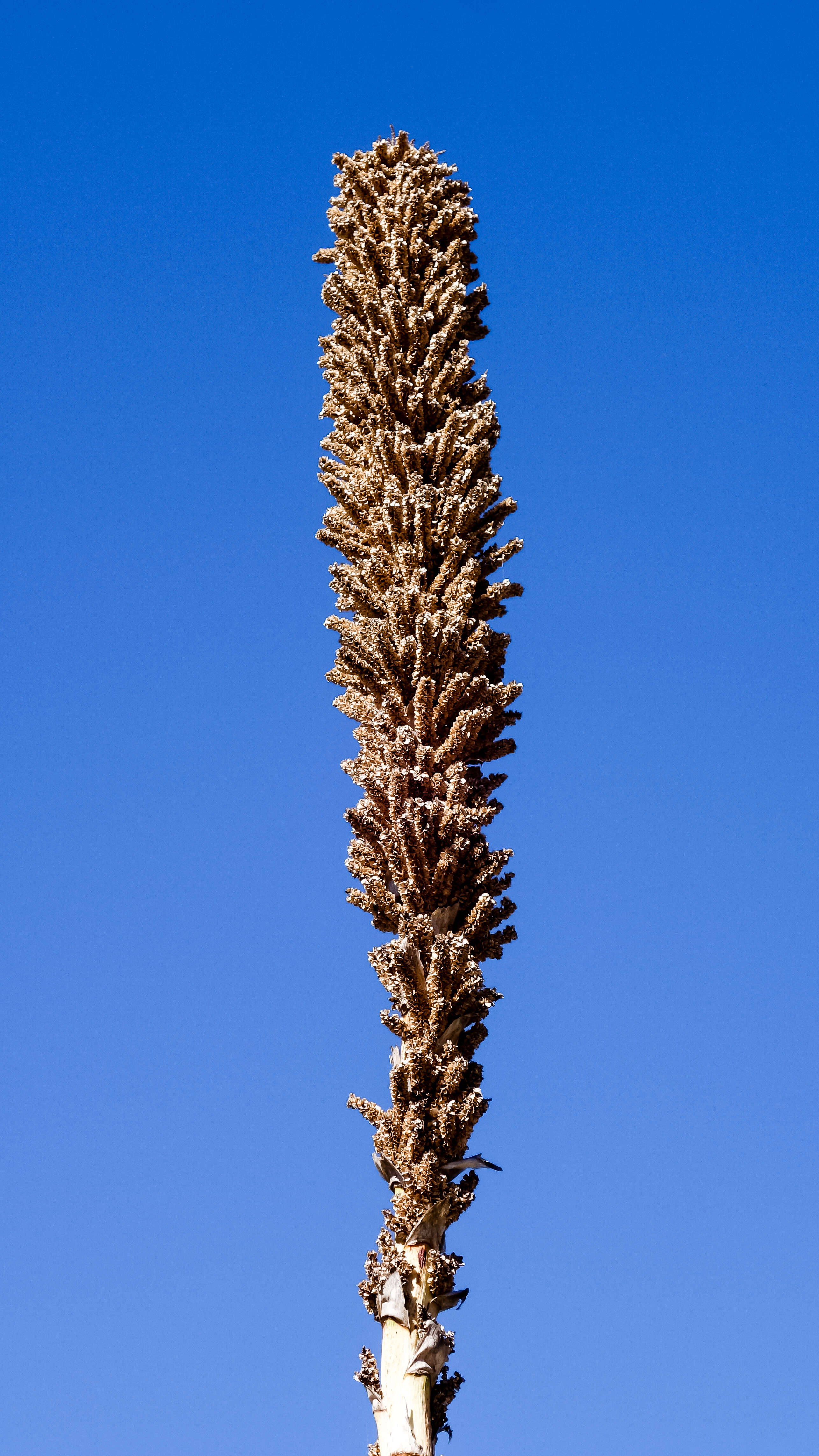 Image of sotol