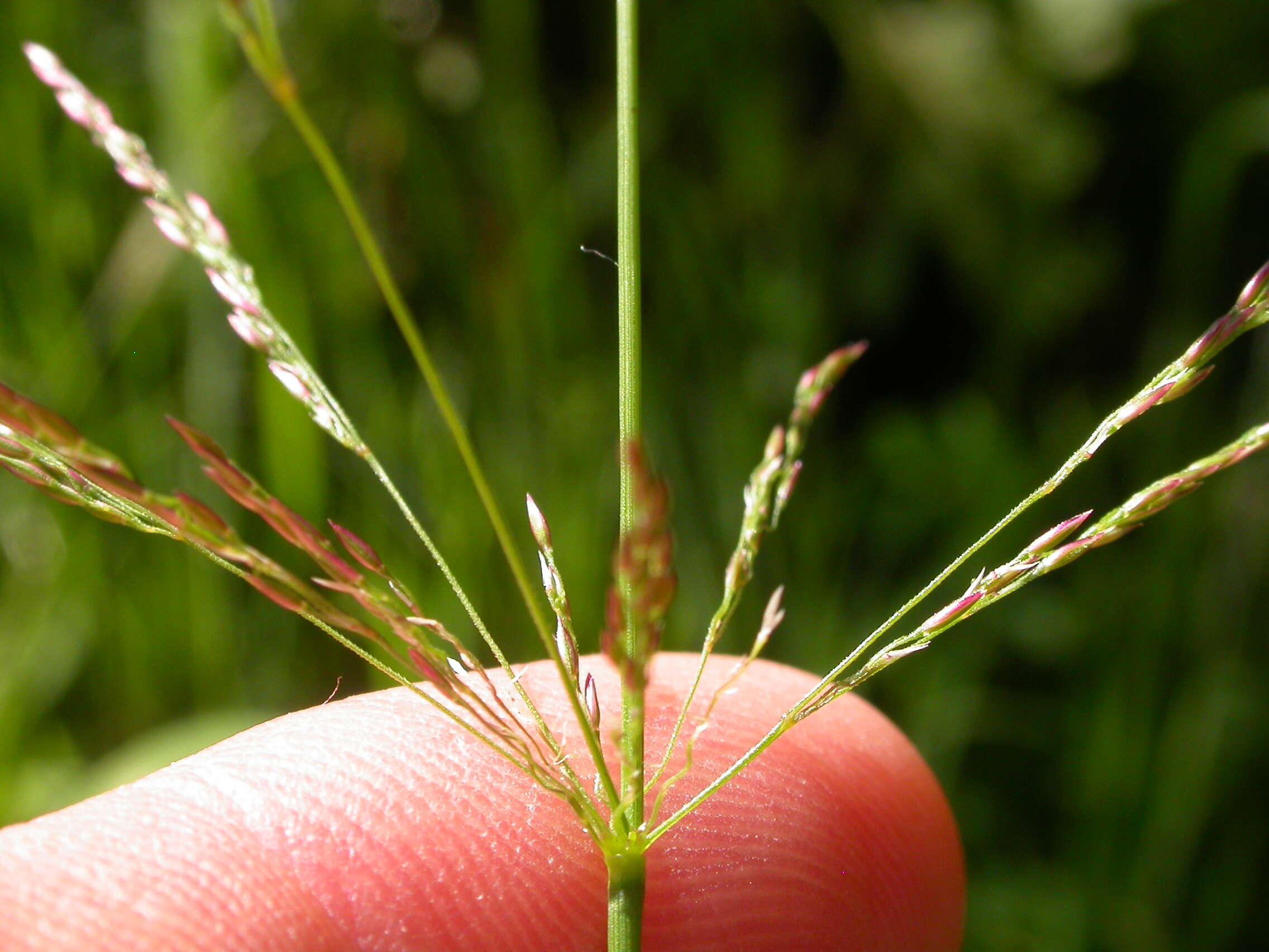 Image of bentgrass