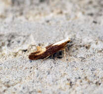 Imagem de Argyresthia albistria Haworth 1828