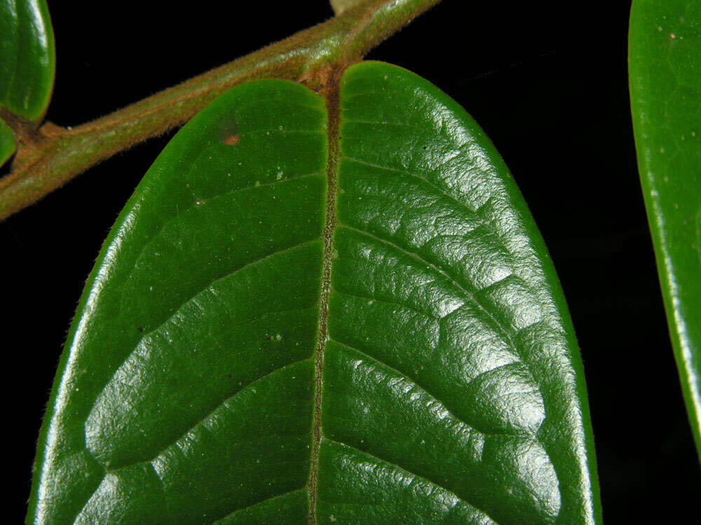 Guatteria pudica N. Zamora & Maas的圖片