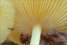 Image of Yellow Fieldcap