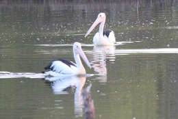 Image of pelicans