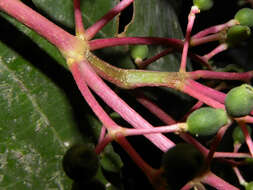 Image of Miconia hondurensis Donn. Sm.