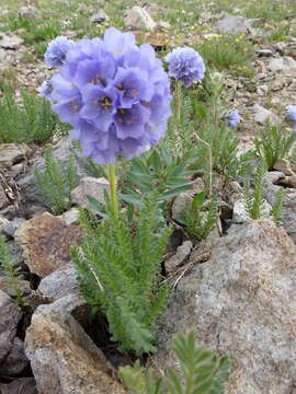 Image de Polemonium viscosum Nutt.