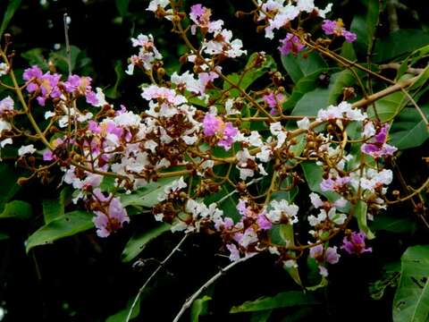 Image de Lagerstroemia