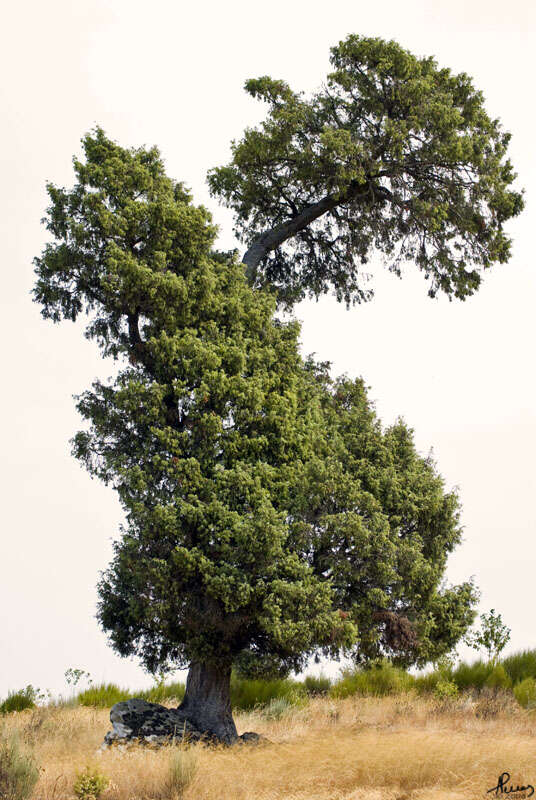 Image of juniper