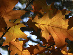 Image of Northern Red Oak