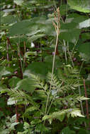 Image of rattlesnake fern