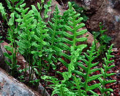 Image of polypody