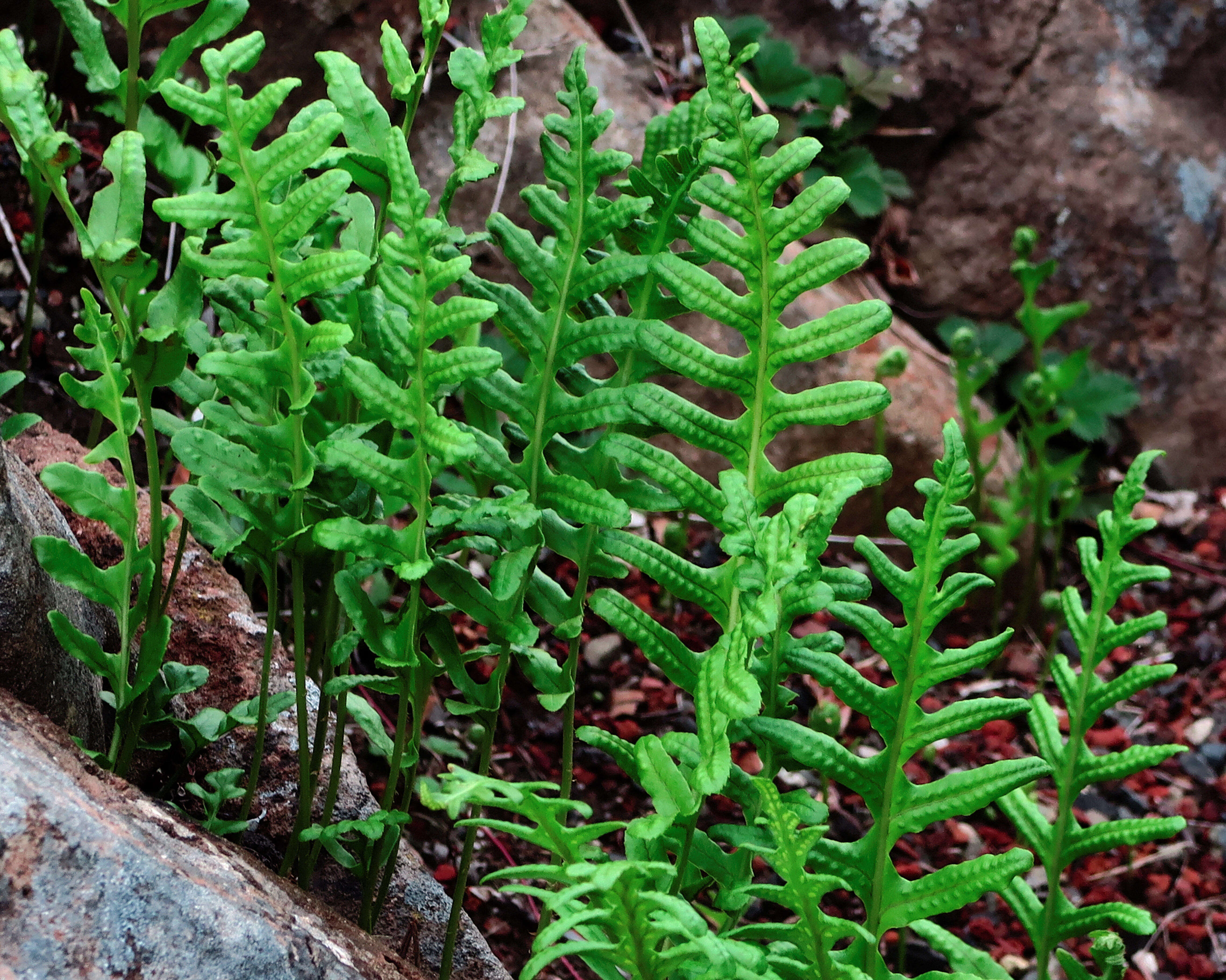 Polypodium californicum Kaulf.的圖片