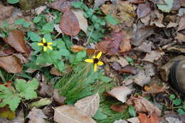 Слика од Rudbeckia triloba L.