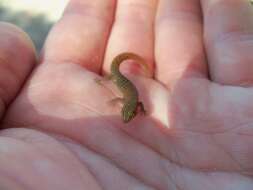 Image of Ocellated Gecko