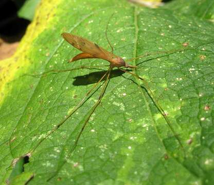 Tipula (Platytipula) ultima Alexander 1915 resmi