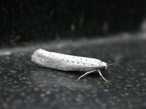 Imagem de Yponomeuta evonymella Linnaeus 1758