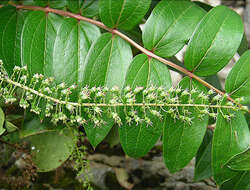 Sivun Coriariaceae kuva