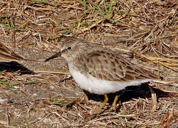 Image of Calidris Merrem 1804