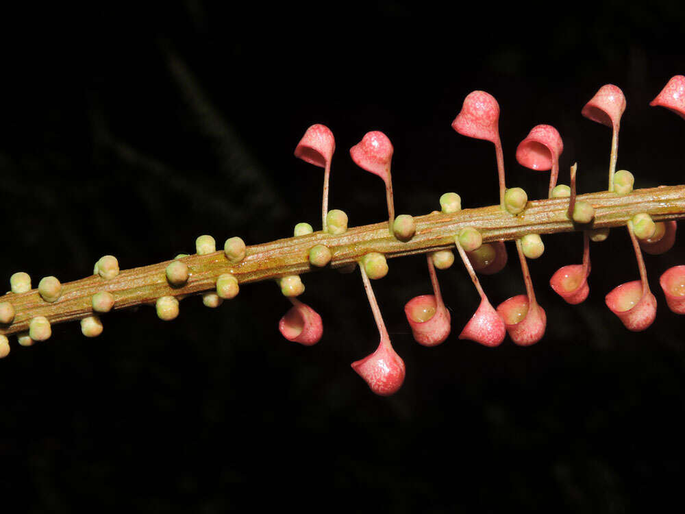 Image of Sarcopera sessiliflora (Triana & Planch.) H. G. Bedell