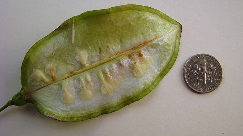 Image of Jacaranda jasminoides (Thunb.) Sandwith