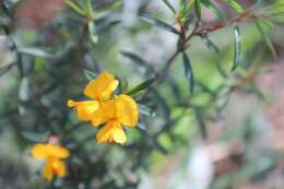 Слика од Pultenaea juniperina Labill.