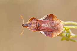 Image of Ambush Bugs