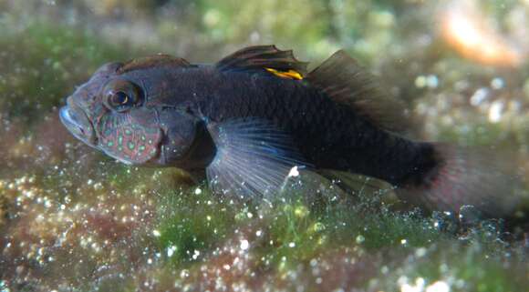 Image of Lophogobius