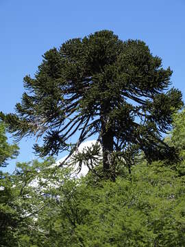 Image of Araucaria