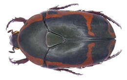 Image of <i>Pachnoda flaviventris</i>