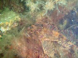 Image of Shorthorn sculpin