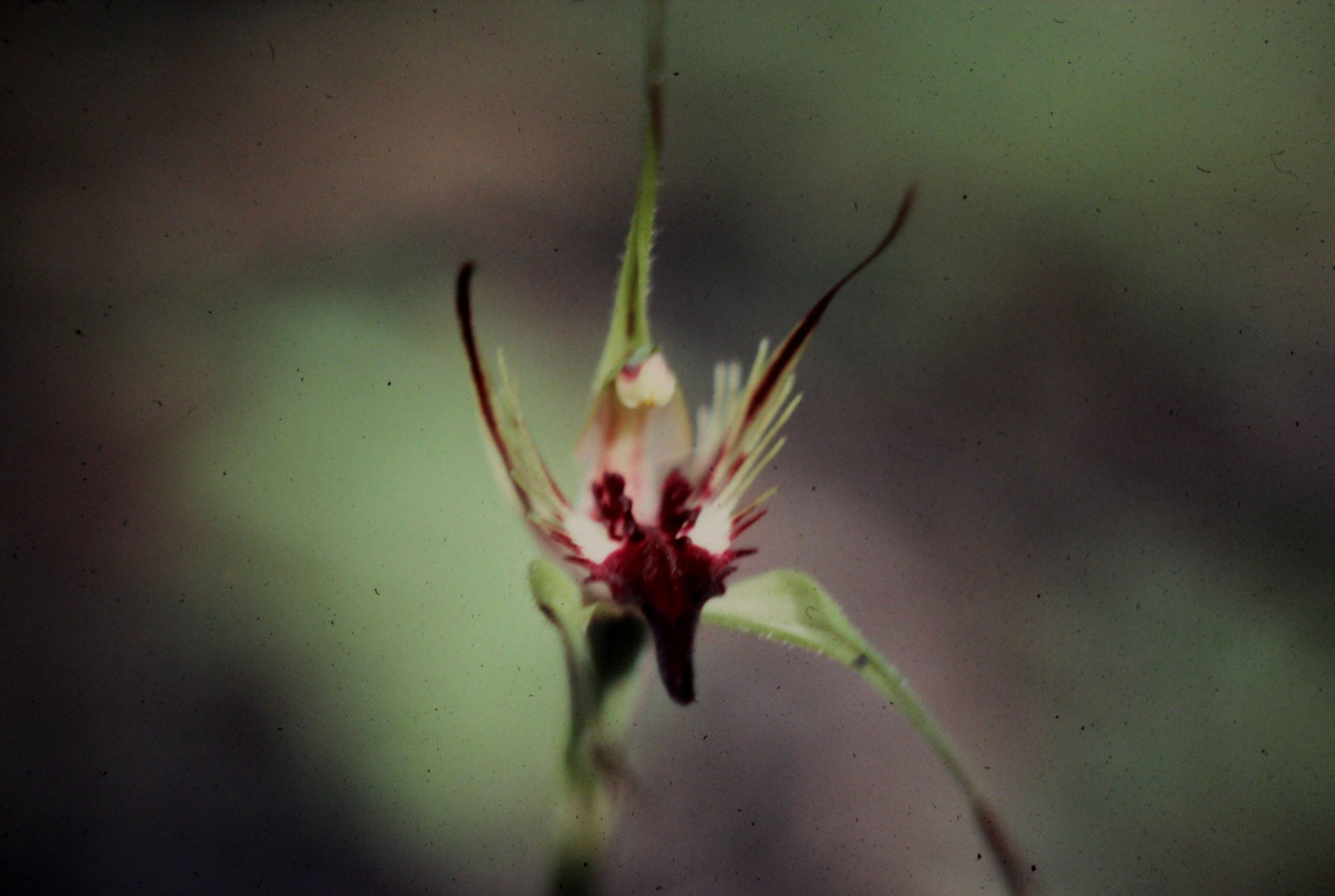 Image of Caladenia graminifolia A. S. George