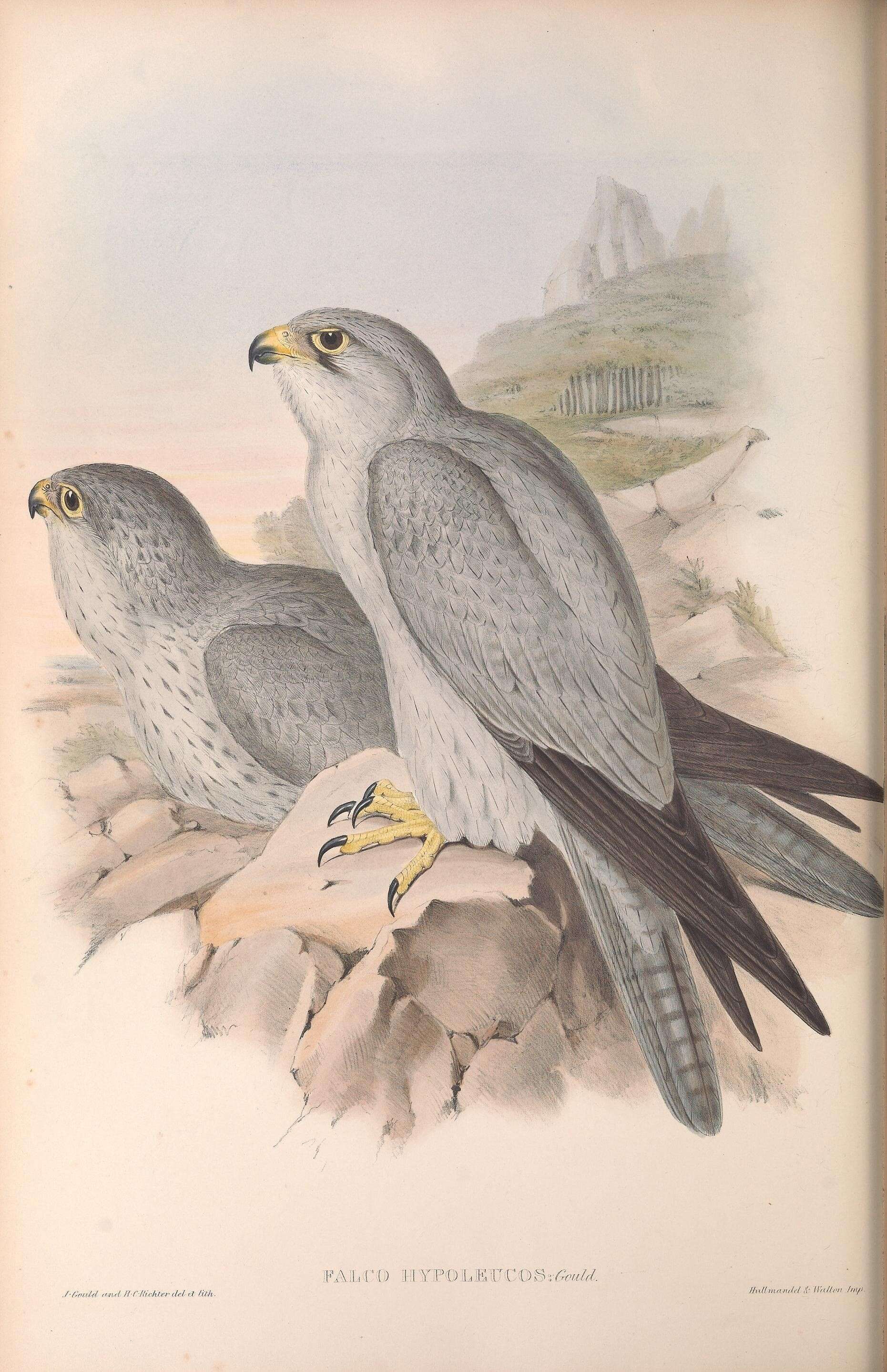 Image of Grey Falcon