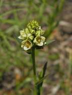 Image of Shrubby Primrose-Willow