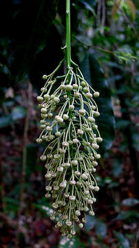 Image of Mabea fistulifera Mart.