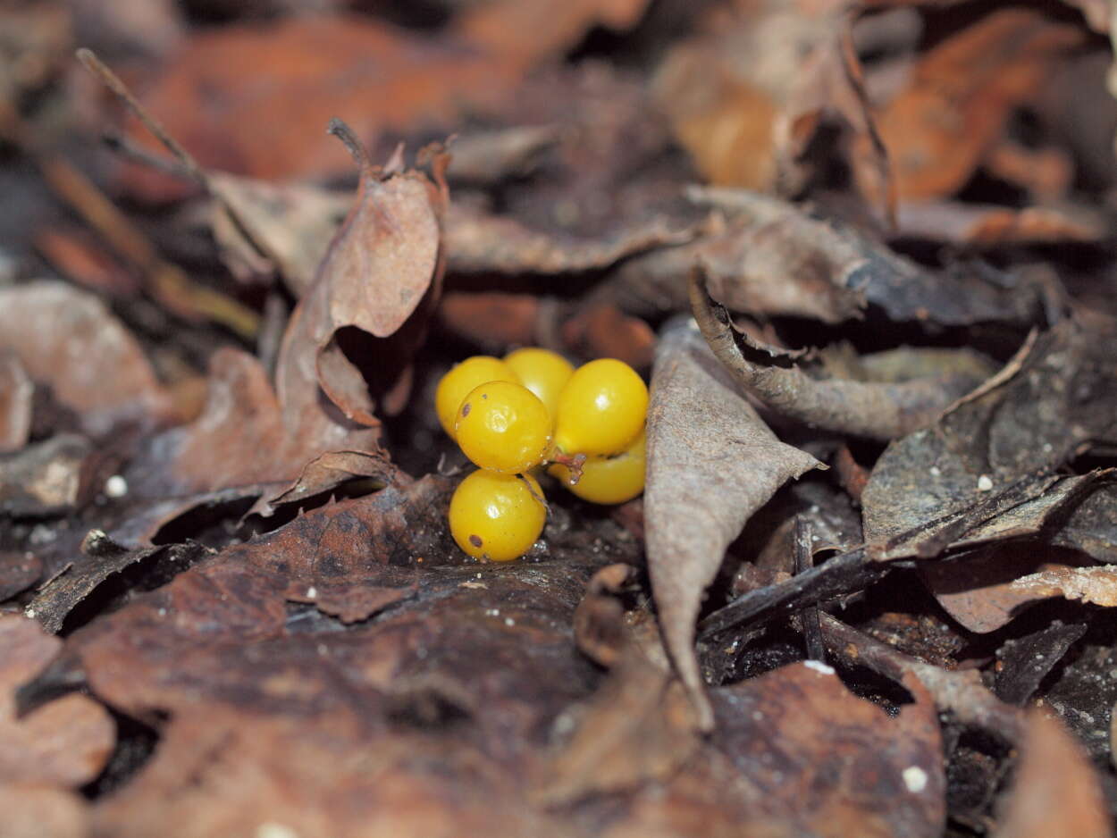 Image of Loranthus europaeus Jacq.